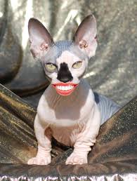 The bambino is a small hairless breed of cat that emerged in in the united states in 2006. Bambino Sphynx Cat Page 1 Line 17qq Com