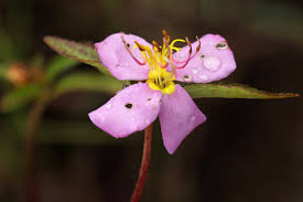 Image result for Antherotoma debilis