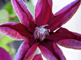 Dee on may 23, 2020 a number of insect pests will feed on clematis leaves and damage them, including earwigs and the caterpillars of various moths. Capturing Clematis Part Two Jennibeemine