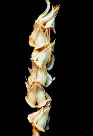 Image result for Anthephora cristata