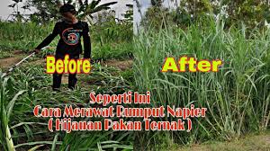 Sekian banyak jenis rumput gajah yang ada di indonesia salah satunya adalah rumput gajah mini (pennisetum purpureum cv. Cara Merawat Rumput Gajah Rumput Napier Setelah Panen Youtube