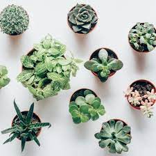 You can easily identify succulent plants by the shape of their leaves, petals, stems, and spikes. 10 Types Of Succulents You Need To Know Trendy And Colorful Succulents