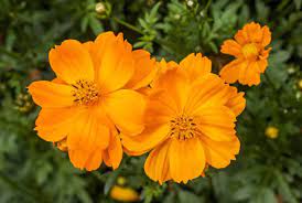 Combine orange with red and yellow florals for a fiery centerpiece or bouquet at your next event. Top 15 Amazing Orange Flowers With Pictures Trees Com