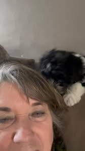 Dixies Finest Havanese