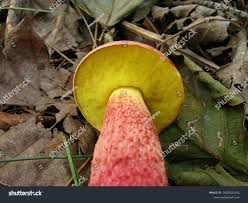 Image result for Boletus speciosus