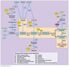 More anaerobic and less aerobic. Biol2060 Cell Biology