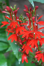 Maybe you would like to learn more about one of these? With Native Plants You Can Grow Local The Boston Globe
