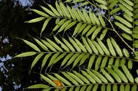 Image result for Marattiaceae