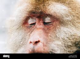Monkey face hi-res stock photography ...