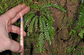 Image result for Blechnaceae