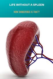 Übersetze spleen von englische ins deutsch. Life Without A Spleen How Dangerous Is That Human Body Systems Body Systems Life