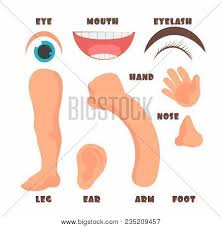 Sing the songs to elicit body parts in other parts of the lesson, e.g. Cartoon Baby Body Vector Photo Free Trial Bigstock