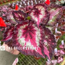 Image result for Begonia nyassensis