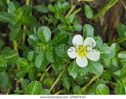 Image result for Ludwigia adscendens