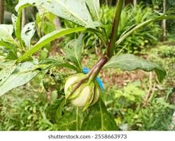 Image result for Solanum macrocarpon
