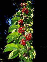 Image result for Cayaponia