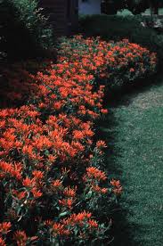 Image result for Justicia spicigera