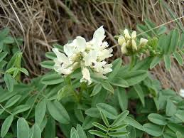 Image result for Adenodolichos punctatus