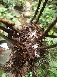 Image result for Triplophyllum