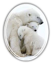 Vision Board Examples Animal Souls Animals Are Like All Living Things Self Building Self Maintaining And Self Pro Animals Vision Board Examples My Animal