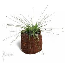 Image result for Eriocaulon africanum