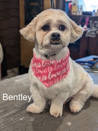 A dog is the only thing that can mend a crack in your broken heart  ❤Bentley, marley, Earl, Princess Boo, Snowball, Elvis, Copper, Zoey, Lucy  and Ople