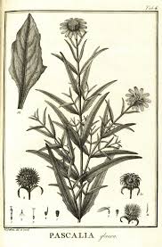 Image result for Pascalia glauca