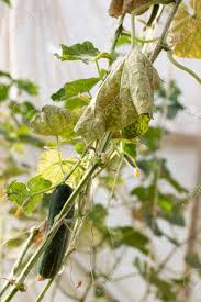 Image result for spider mites on cucumbers
