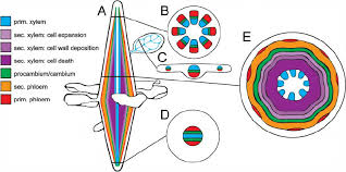 This page includes a diagram of a plant cell together with note: Organization Of The Primary And Secondary Vascular Tissues In Download Scientific Diagram