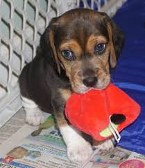 Shadow the black and tan beagle puppy with his tricolor littermate; Prices Colors Sizes Sunshine Beagle Puppies