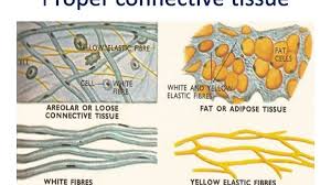 This is loose connective tissue composed of adipocytes. Proper Connective Tissue Areolar Adipose Reticular White Fibrous And Yellow Elastic Tissue Online Biology Notes