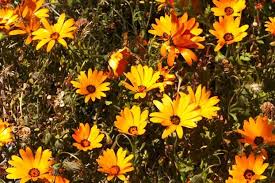 Image result for Osteospermum muricatum
