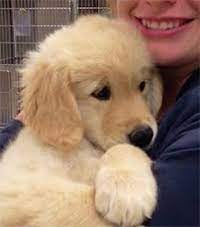 Once the rescues were retrieved and brought to georgia, aga volunteers quickly. Rescue Celebration Of The Month