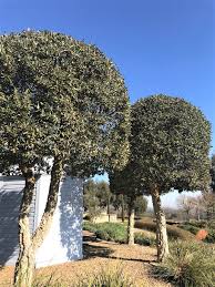 Image result for Quercus suber