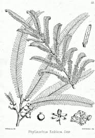 Image result for Phyllanthus beillei