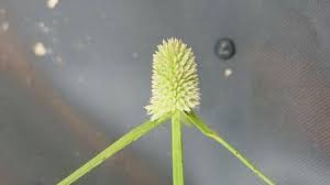 Image result for Kyllinga