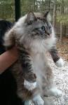 Kittens | Ragdoll Cat Breeder