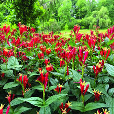 Image result for Spigelia