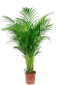Find the best free stock images about areca palme. Areca Palme Goldfruchtpalme Kaufen 123zimmerpflanzen