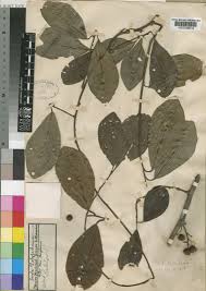 Image result for Embelia schimperi