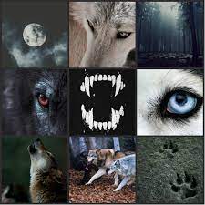 Werewolves are much more common animals than you might think.~ daniel pinkwater. Angels Devils Werewolves Aesthetic Admin Ld