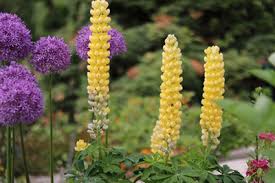Upon delivery in early spring, plant immediately in a hole that has been amended with organic matter and grit for good drainage.do not allow mulch or other organic matter to touch the crown of the plant and induce rot. Lupinen Lupinus Standort Aussaat Und Pflege Gartenlexikon De