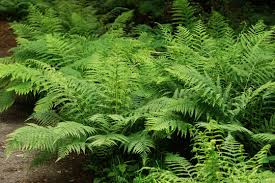 Image result for Woodsiaceae
