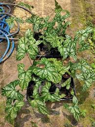 Image result for Sanchezia speciosa