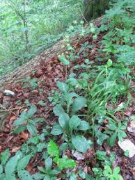 Image result for Afroligusticum aculeolatum