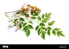 Image result for Melia azedarach