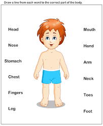To complete the worksheet, students should look at the body parts picture and then circle the correct spelling of the word. Pin On Educational Worksheets For Kids