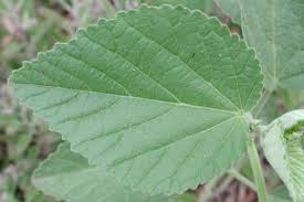 Image result for Sida cordifolia