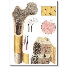 bone structure chart