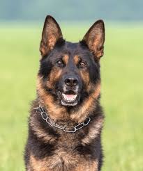 The size of the door gaps should not exceed 25×25 mm for dogs and 19×19 mm for cats so that the pet's paws, nose, teeth or tail do not get stuck in the gaps. 15 Types Of Shepherd Dogs Breed Information Profiles